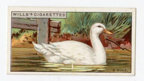 Wills's Cigarettes - "Do You Know?" series - No. 12 Why Water Runs Off A Duck's Back?