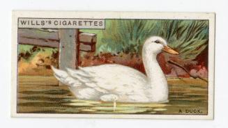 Wills's Cigarettes - "Do You Know?" series - No. 12 Why Water Runs Off A Duck's Back?