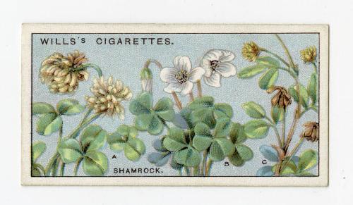 Wills's Cigarettes - "Do You Know?" series - No. 41 Which Is The True Shamrock?