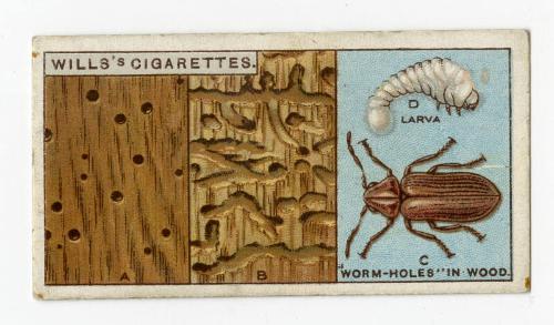 Wills's Cigarettes - "Do You Know?" series - No. 50 The Cause Of "Worm-holes" In Wood?