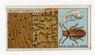 Wills's Cigarettes - "Do You Know?" series - No. 50 The Cause Of "Worm-holes" In Wood?