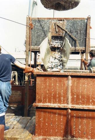 Colour Photograph Showing Fish Sliding Down A Chute Into A Tankaboard An Unidentified Purse Net Vessel