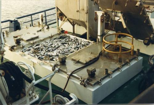 Colour Photograph Showing Fish In A Tank Aboard An Unidentifiedpurse Net Vessel