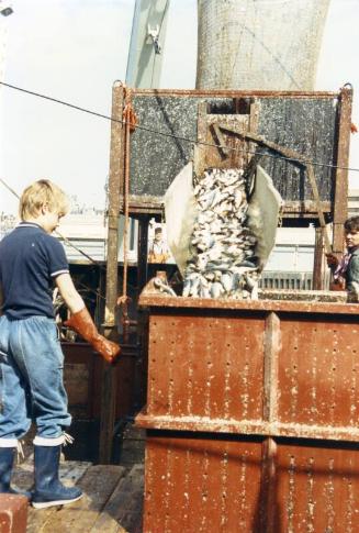 Colour Photograph Showing Fish Going Down A Chute Into A Tank Aboard An Unidentified Purse Netter