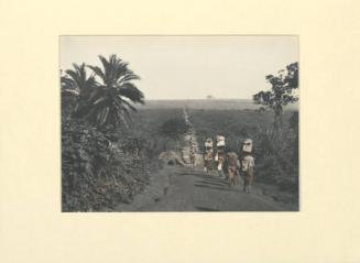 Papizus swamp - on the way to Fort Portal from Entebbe