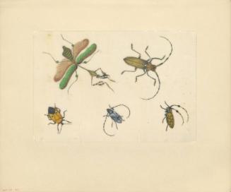 Five Beetles