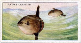 John Player & Sons. Cigarette Card - Sea Fishes Series - Sun Fish