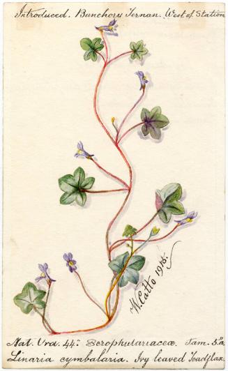 Ivy leaved Toadflax (Linaria cymbalaria)