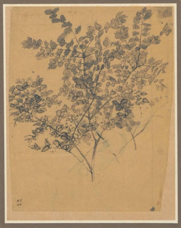 Study of a Shrub, Padua