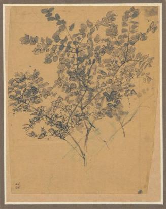 Study of a Shrub, Padua