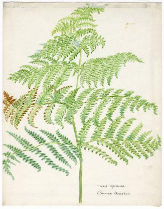 Common Bracken