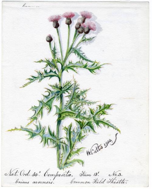 Common Field Thistle (Cricus arvensis)