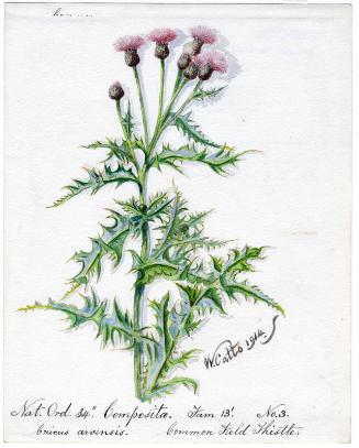 Common Field Thistle (Cricus arvensis)