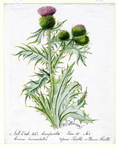 Spear Thistle of Plume Thistle (Cricus lanceolatus)