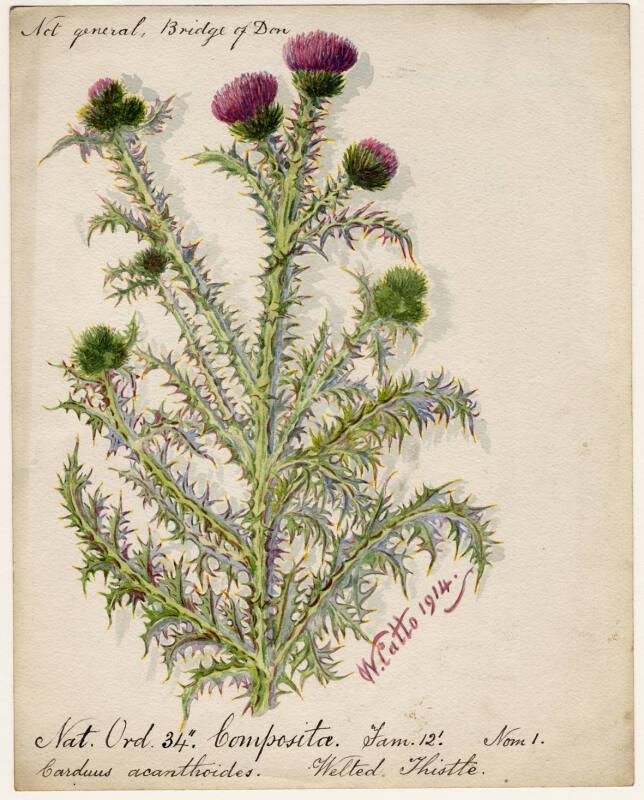 Welted Thistle (Carduus acanthoides)