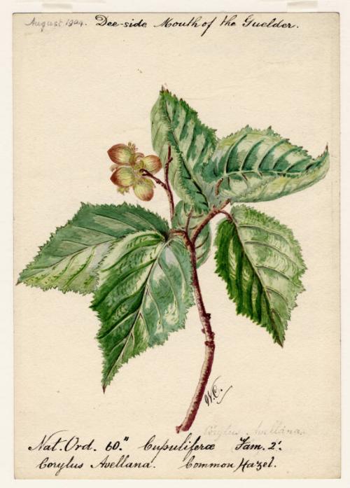 Common Hazel (Corylus Avellana)