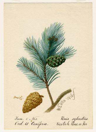 Scotch Pine or Fir