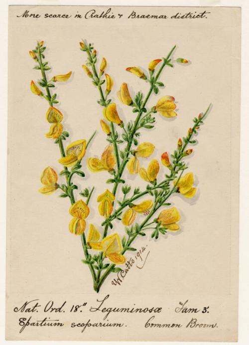 Common Broom (Spartium scoparium)