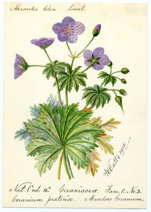 Meadow Gernium (Geranium pratense)