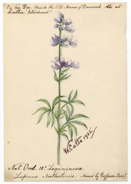 Lupinus Nootkatensis