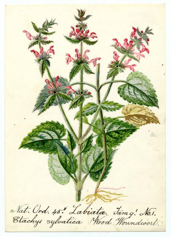 Wood Woundwort (Stachys sylvatica)