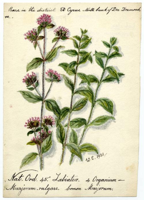 Common Marjorum (Marjorum vulgare)