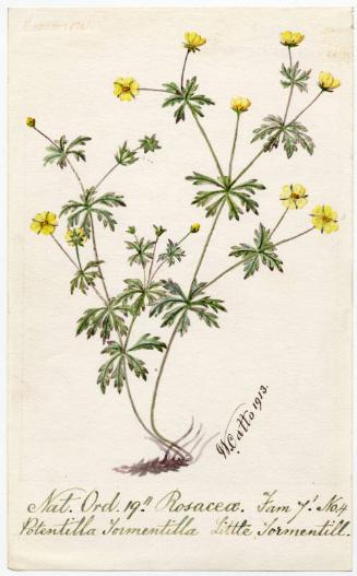 Little Tormentill (Potentilla Tormentilla)