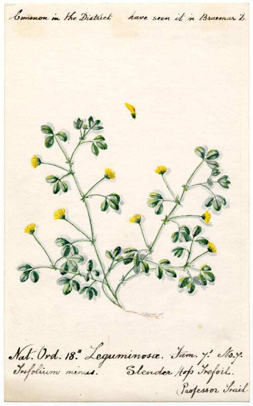 Slender Hop Trefoil (Trefolium minus)