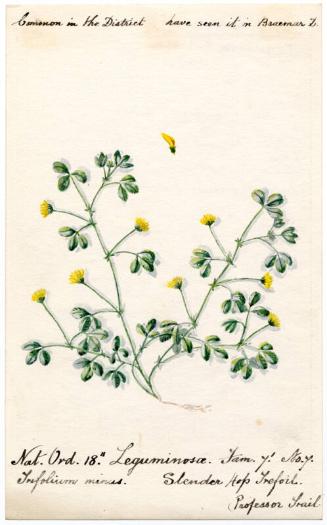 Slender Hop Trefoil (Trefolium minus)