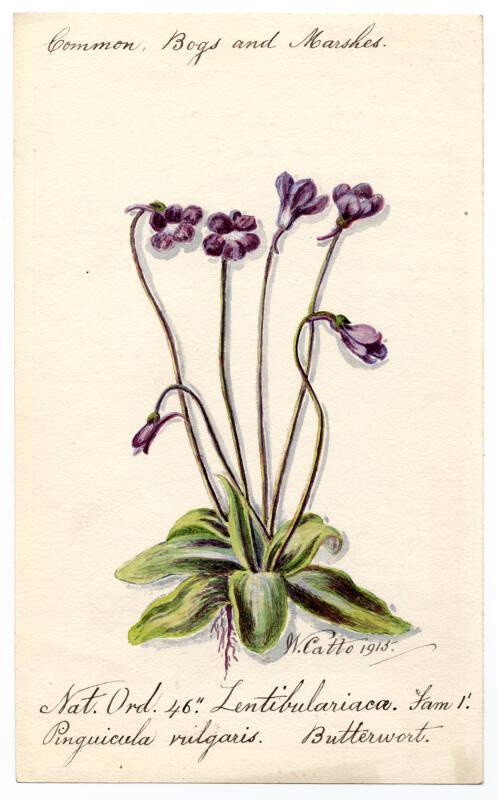 Butterwort (Pinguicula vulgaris)