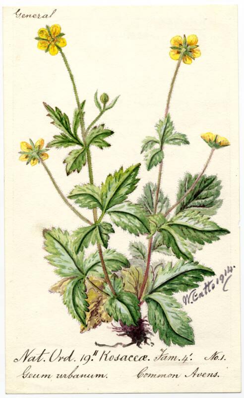 Common Avens (Geum urbanum)