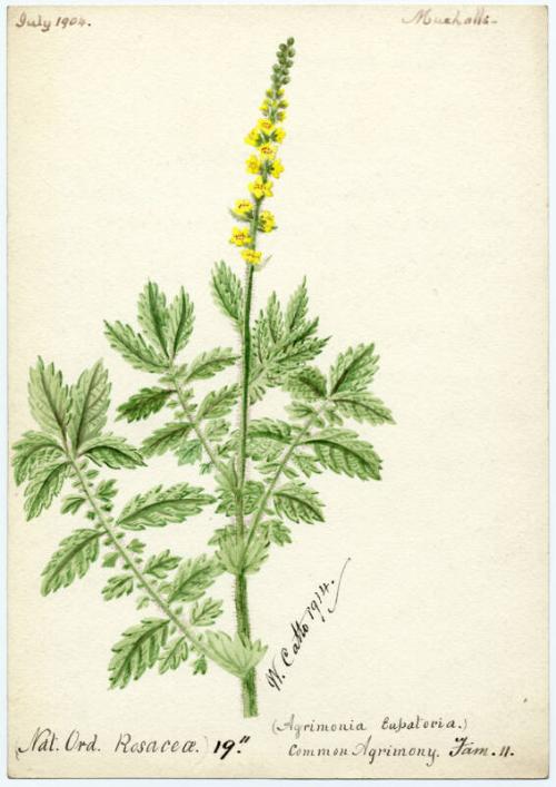 Common Agrimony (Agrimonia Eupatoria)