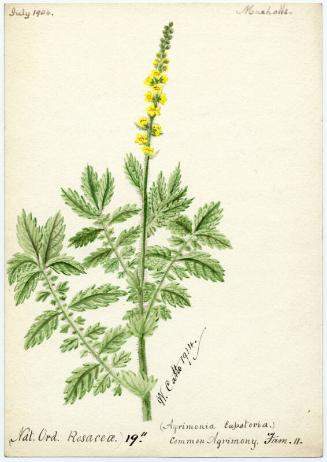 Common Agrimony (Agrimonia Eupatoria)