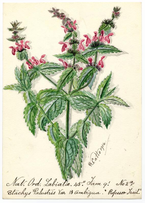 Var B Ambigua (Stachys Palustris)