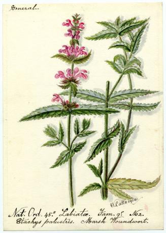 Marsh Woundwort (Stachys palustris)