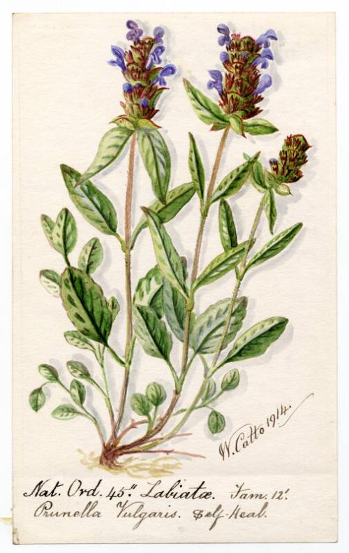 Self-Heal (Prunella Vulagris)