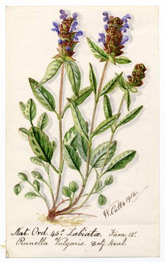 Self-Heal (Prunella Vulagris)