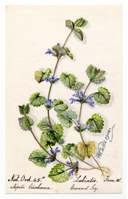 Ground Ivy