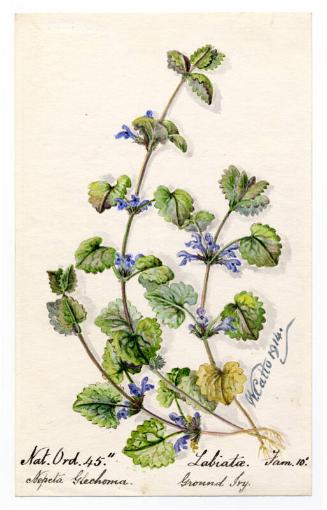 Ground Ivy