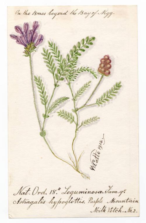 Purple Mountain Milk Vetch (Astragalis hypoglottis)