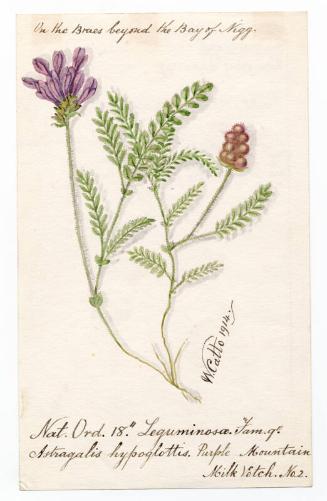 Purple Mountain Milk Vetch (Astragalis hypoglottis)