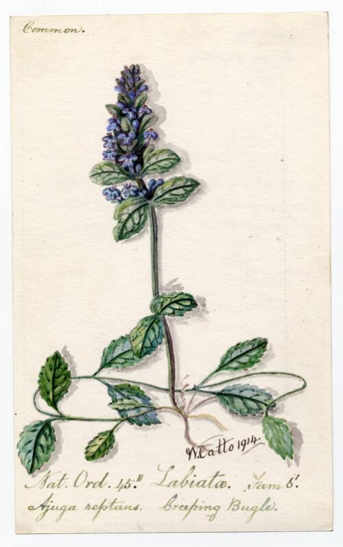 Creeping Bugle (Ajuga reptans)