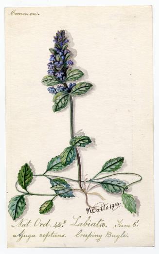 Creeping Bugle (Ajuga reptans)