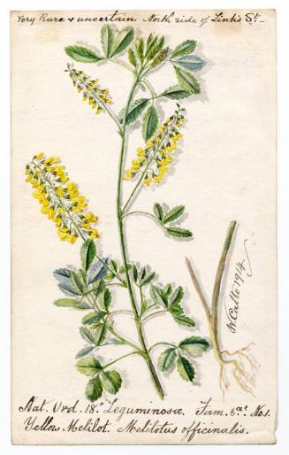 Yellow Melilot (Melilotus officinalis)