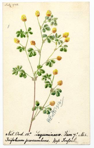 Hop Trefoil (Trifolium procumbens)