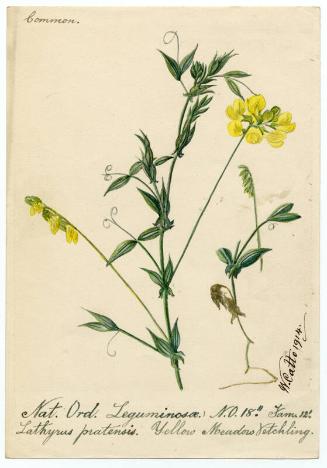 Yellow Meadow Vetchling (Lathyrus pratensis)