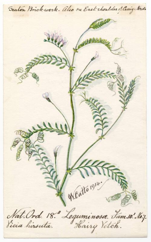 Hairy Vetch (Vieia hirsuta)