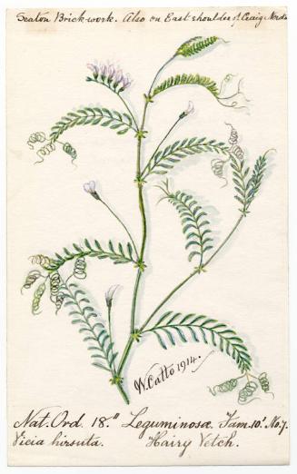 Hairy Vetch (Vieia hirsuta)
