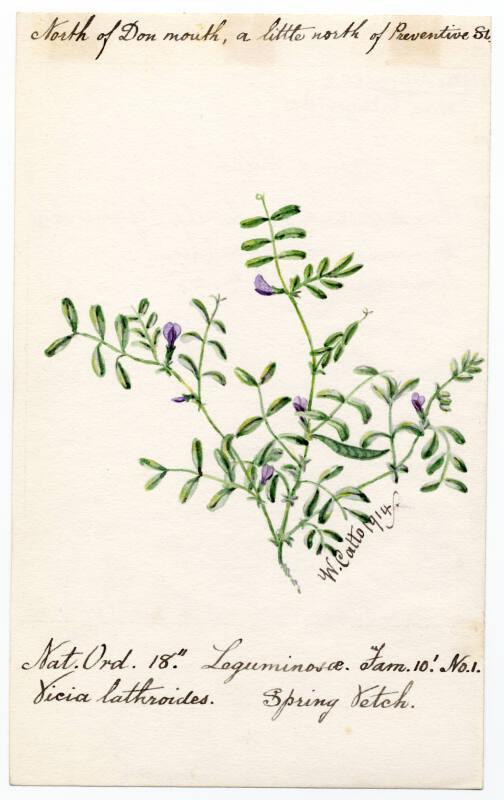 Spring Vetch (Vieia lathroides)