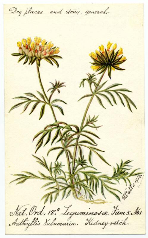 Kidney Vetch (Anthyllis Vulneraria)